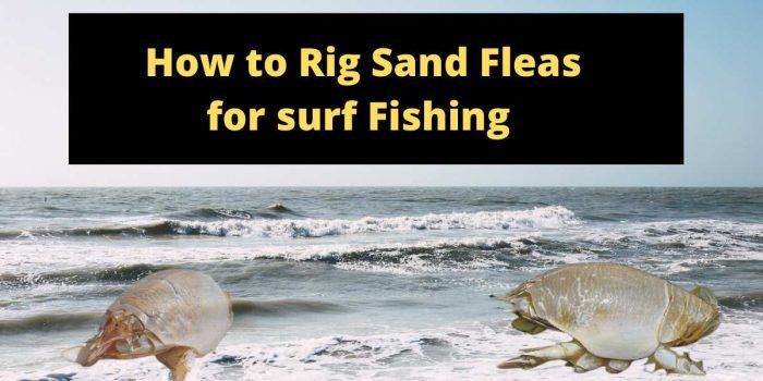 How to Rig Sand Fleas for surf Fishing?
