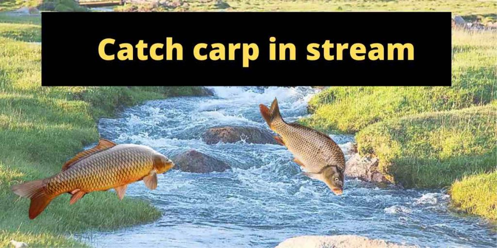 How To Catch Carp An Easy Way To Catch A Tasty Fish