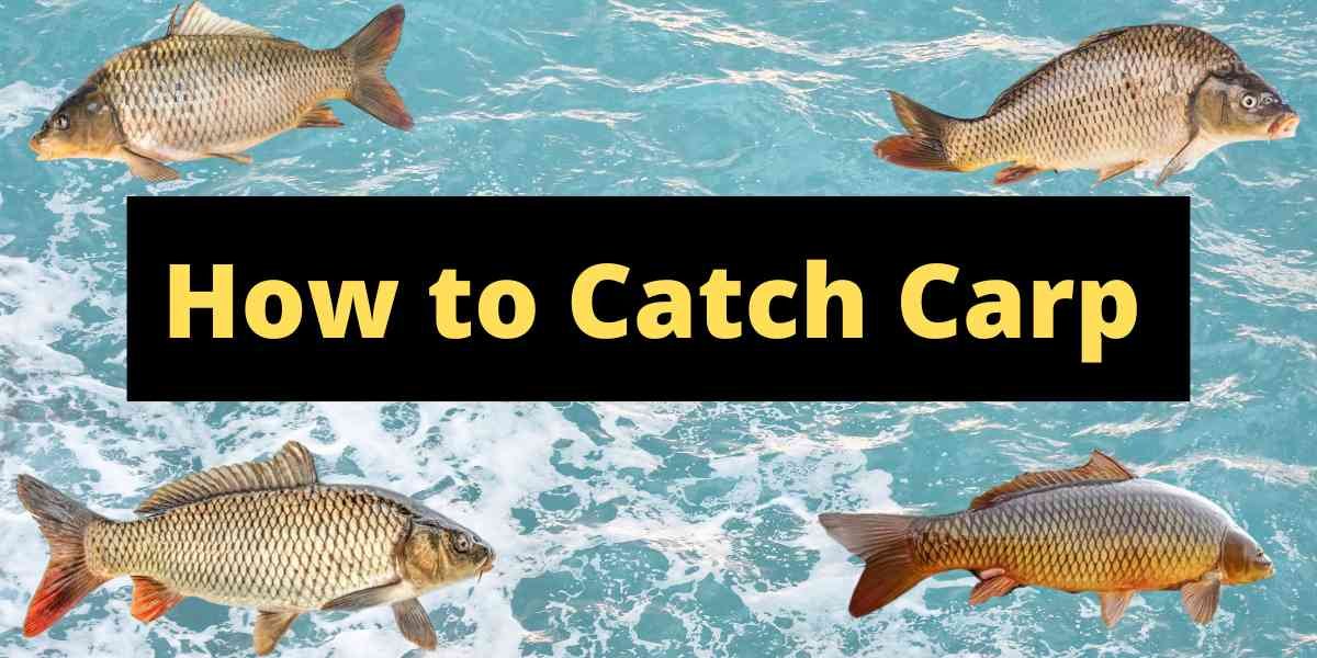 How to Catch Carp - Complete Guide with Tips and Tricks