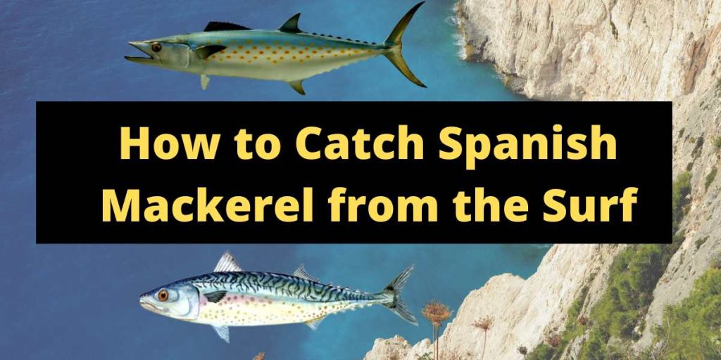 How To Catch Spanish Mackerel From The Surf Tips And Techniques