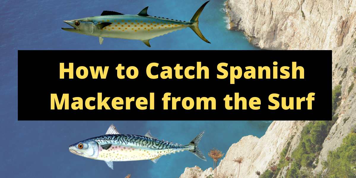 How To Catch Spanish Mackerel From The Surf Tips And Techniques
