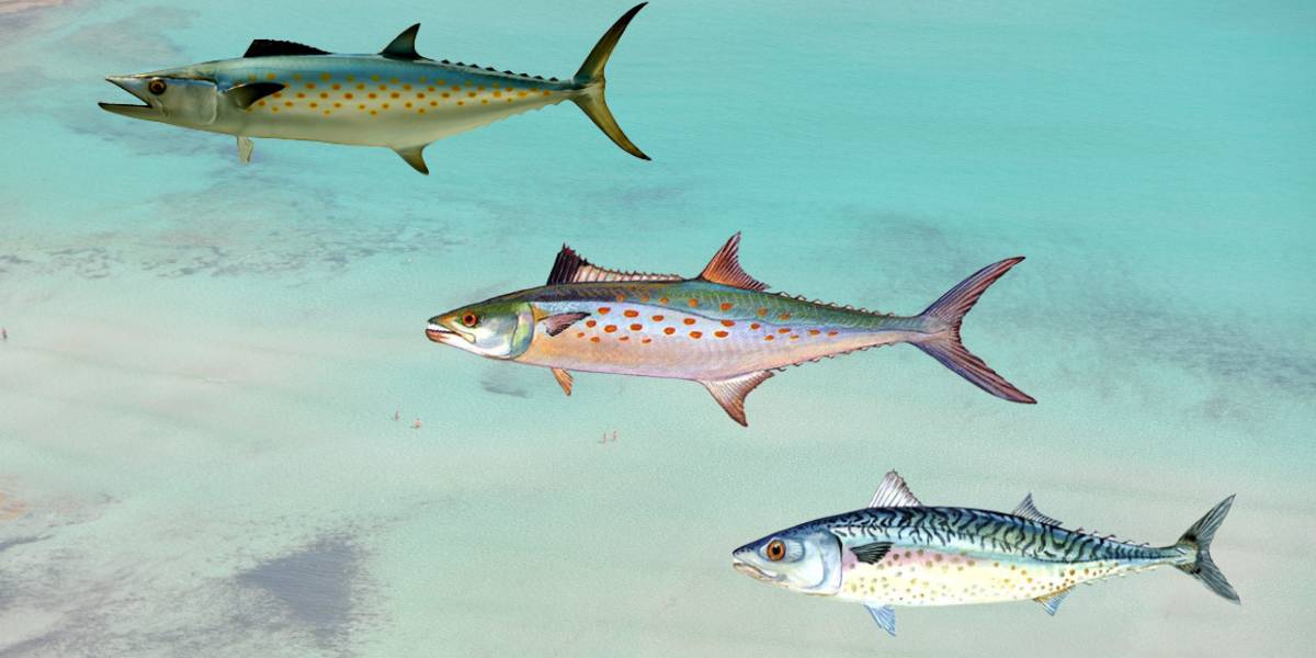 How To Catch Spanish Mackerel From The Surf Tips And Techniques