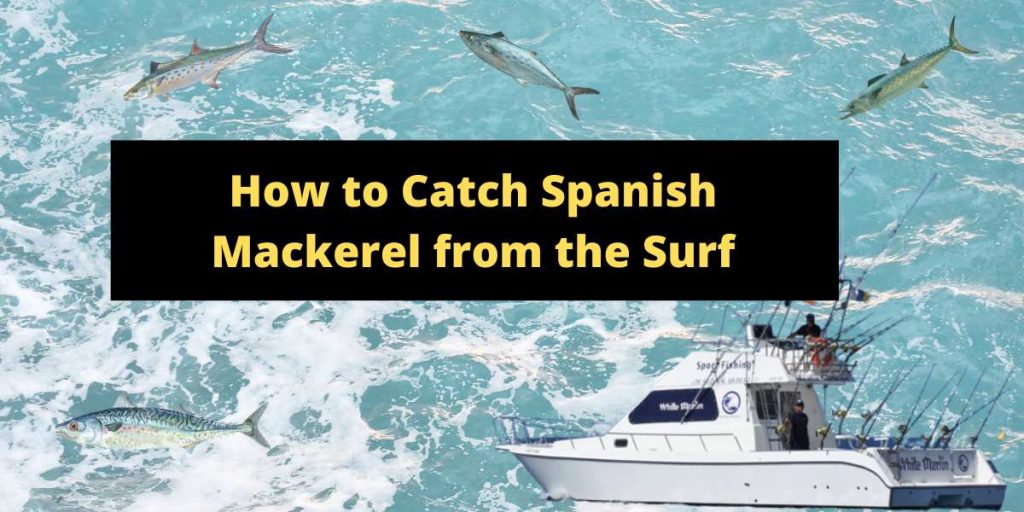 How To Catch Spanish Mackerel In The Surf Effortlessly?