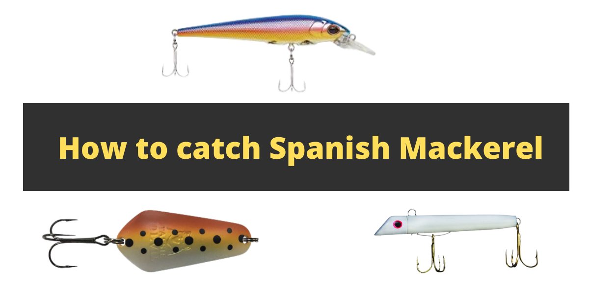 How to Catch Spanish Mackerel from the Surf Best Methods