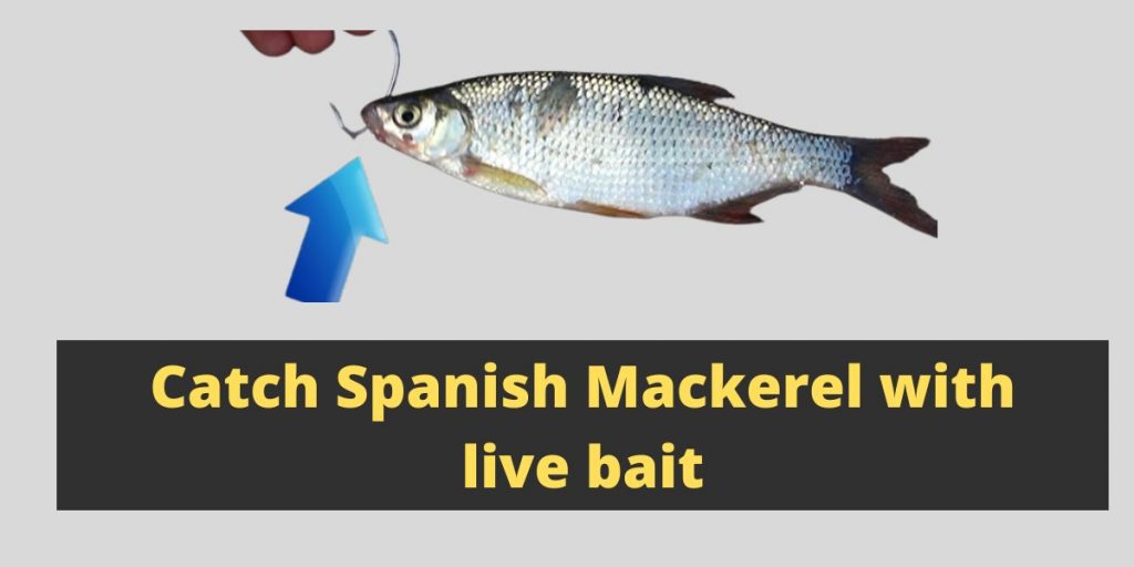 How To Catch Spanish Mackerel From The Surf Tips And Techniques