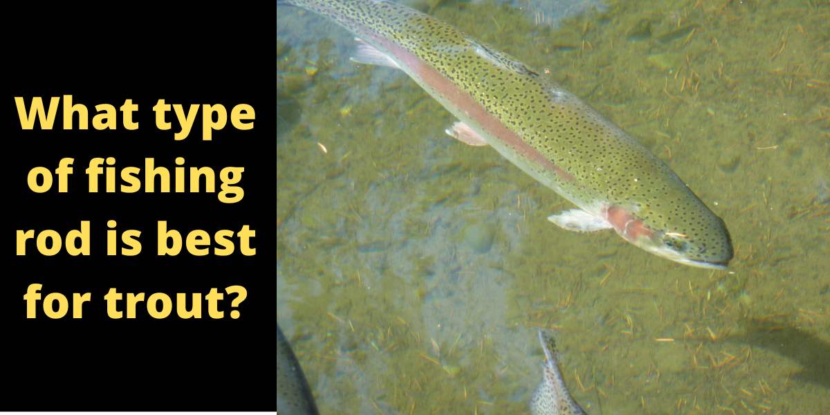 Difference Between Fly Fishing Rod vs Regular Rod in 2022