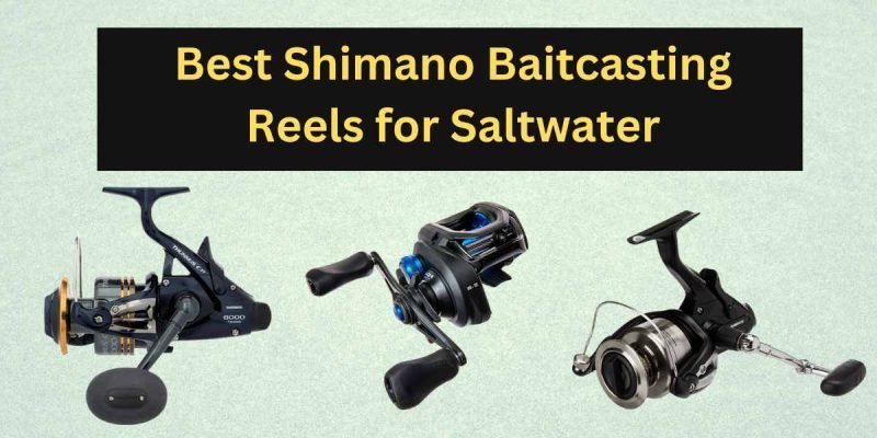 10 Best Shimano Baitcasting Reels for Saltwater in 2022
