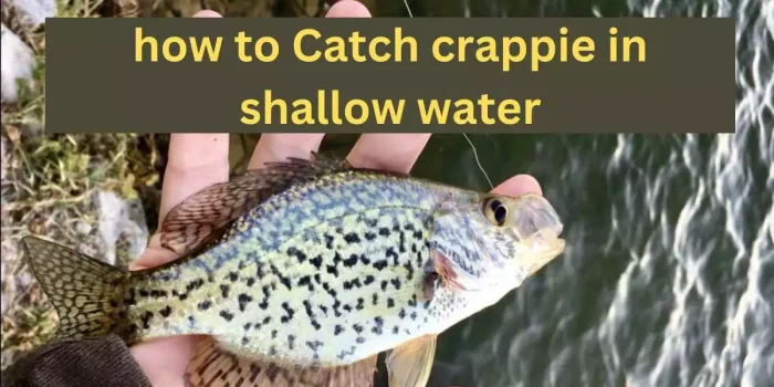 How to Catch Crappie in Shallow Water?