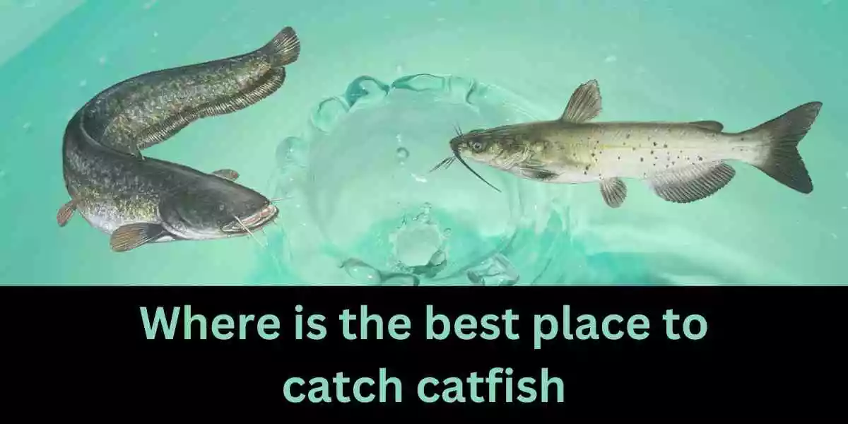 Where is the best place to catch catfish in the USA?