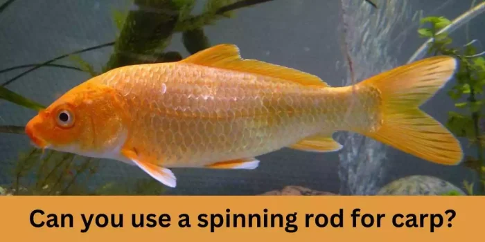 Can you use a spinning rod for carp?